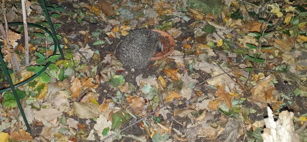 You are currently viewing Mindestens Igel Bruno ist doch da